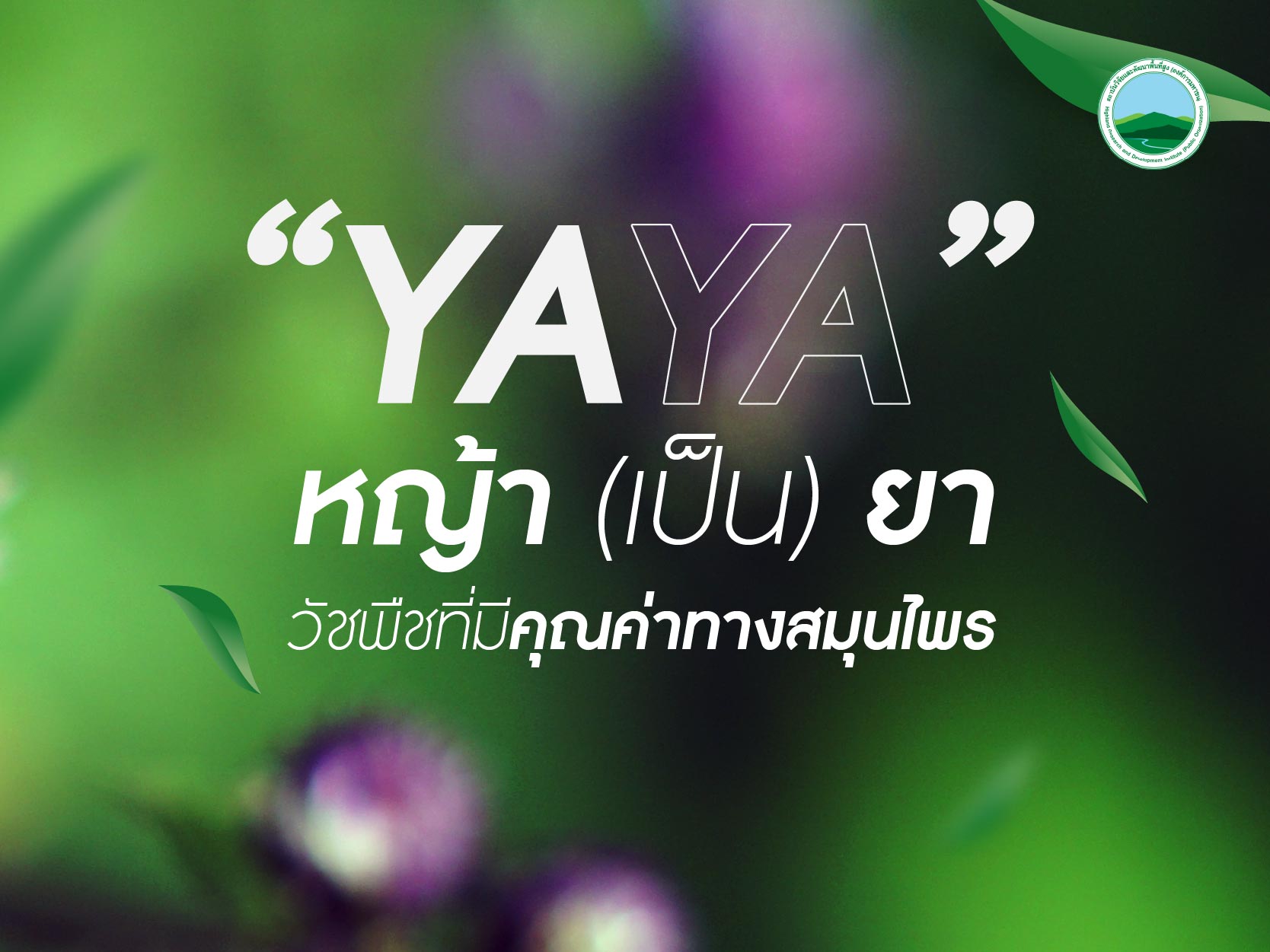“YAYA” หญ้า (เป็น) ยา วัชพืชที่มีคุณค่าทางสมุนไพร