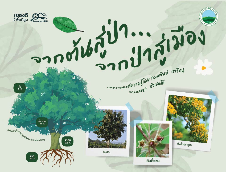 จาก ต้น สู่ ป่า... จาก ป่า สู่ เมือง