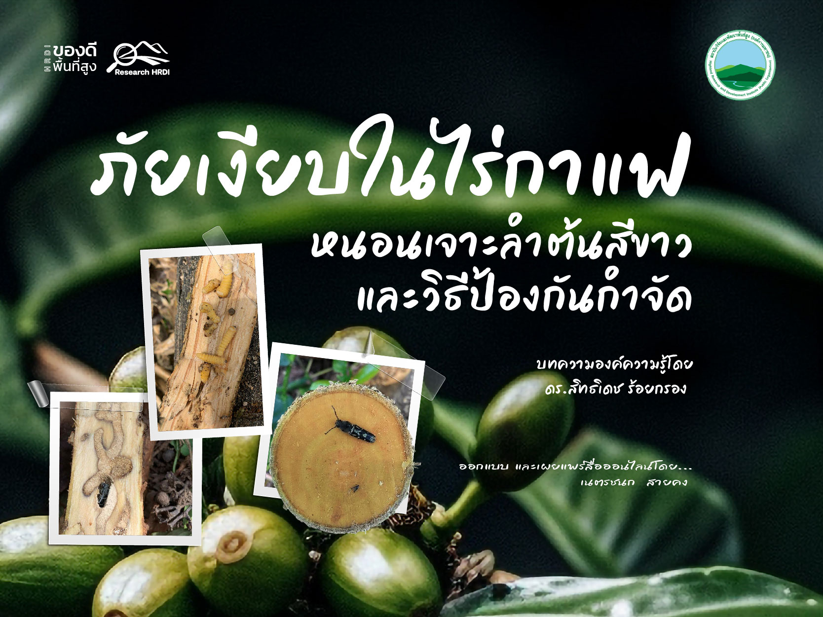 ภัยเงียบในไร่กาแฟ 