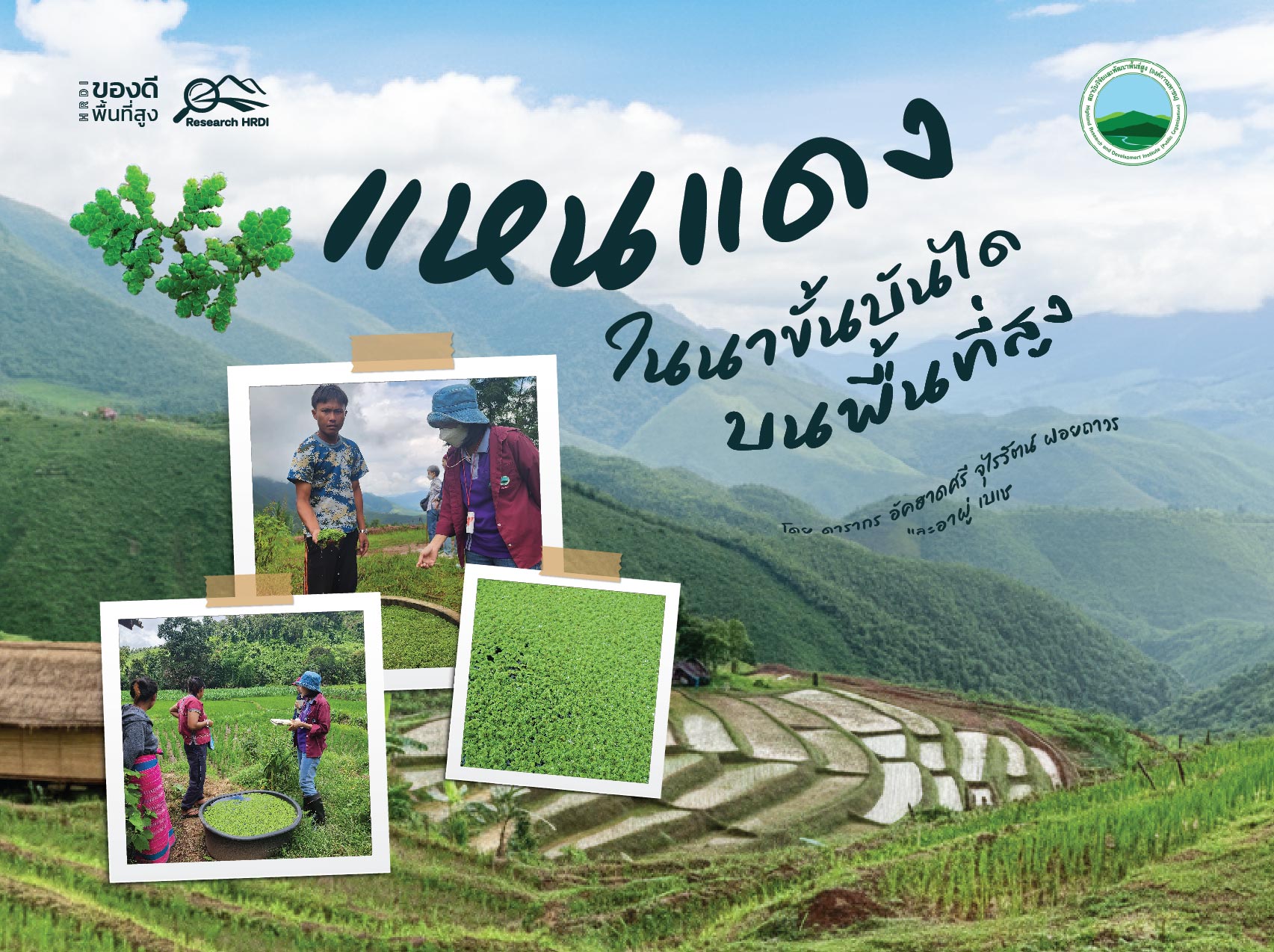 แหนแดงในนาขั้นบันไดบนพื้นที่สูง