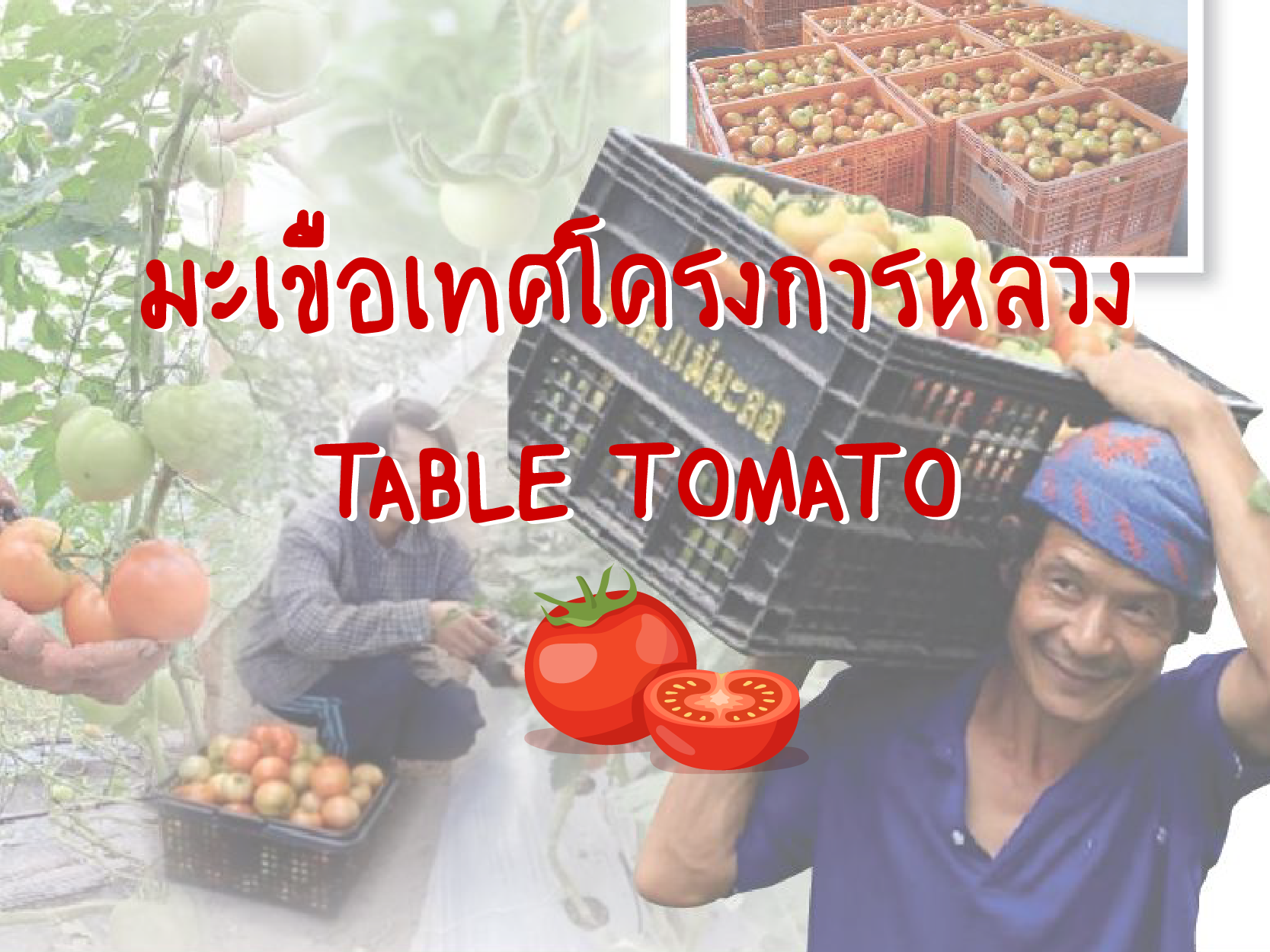 การปลูกมะเขือเทศโครงการหลวง (Table Tomato)