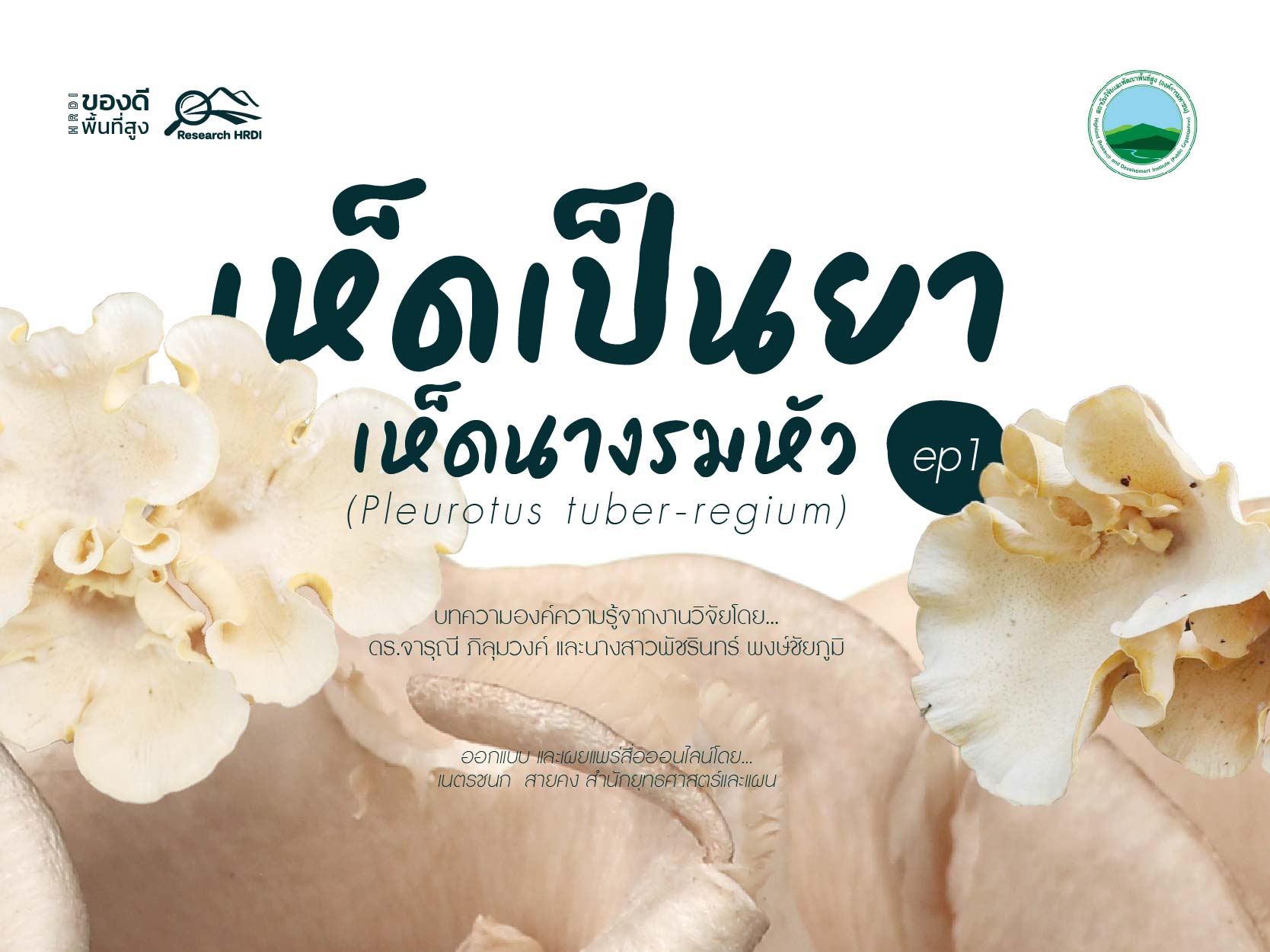 เห็ดเป็นยา- เห็ดนางรมหัว (Pleurotus tuber-regium) ep1.