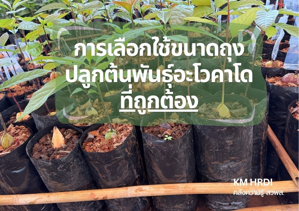 การเลือกใช้ขนาดถุงปลูกต้นพันธุ์อะโวคาที่ถูกต้อง