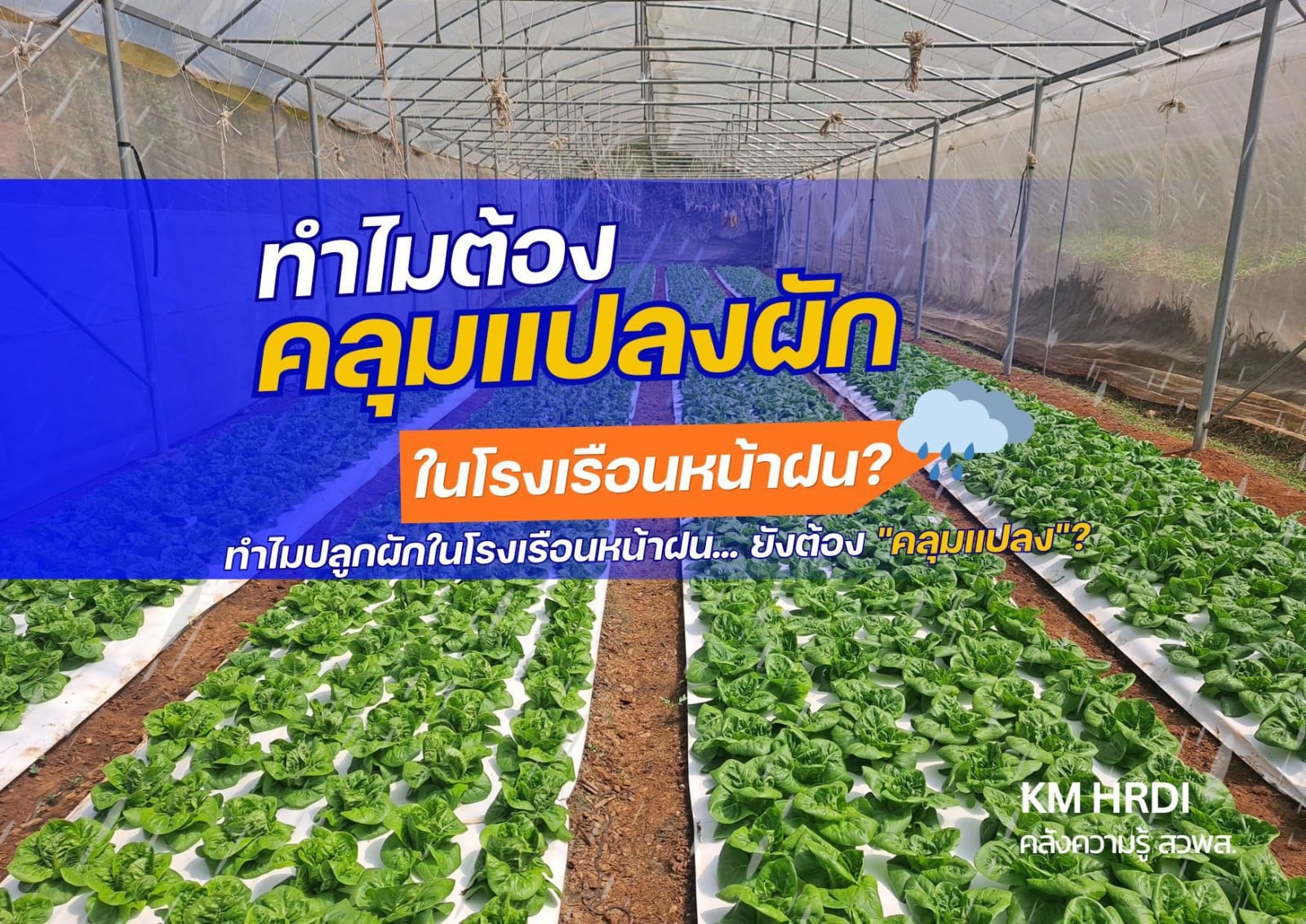 ปลูกผักหน้าฝนในโรงเรือน ทำไมยังต้องคลุมแปลง?