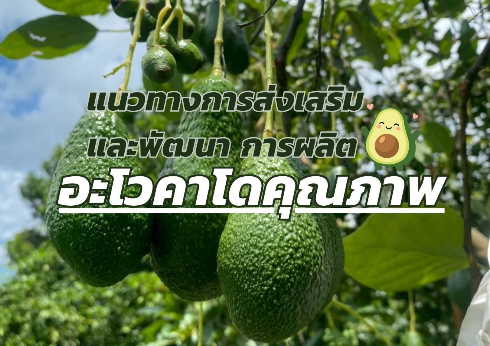 แนวทางการส่งเสริมและพัฒนา การผลิตอะโวคาโดคุณภาพ