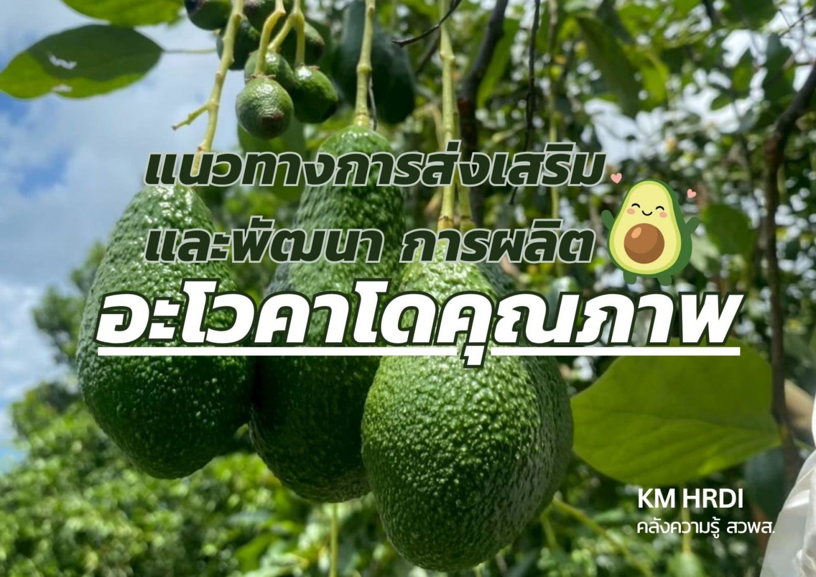 แนวทางการส่งเสริมและพัฒนา การผลิตอะโวคาโดคุณภาพ