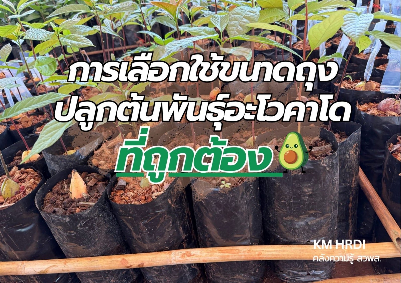 การเลือกใช้ขนาดถุงปลูกต้นพันธุ์อะโวคาที่ถูกต้อง