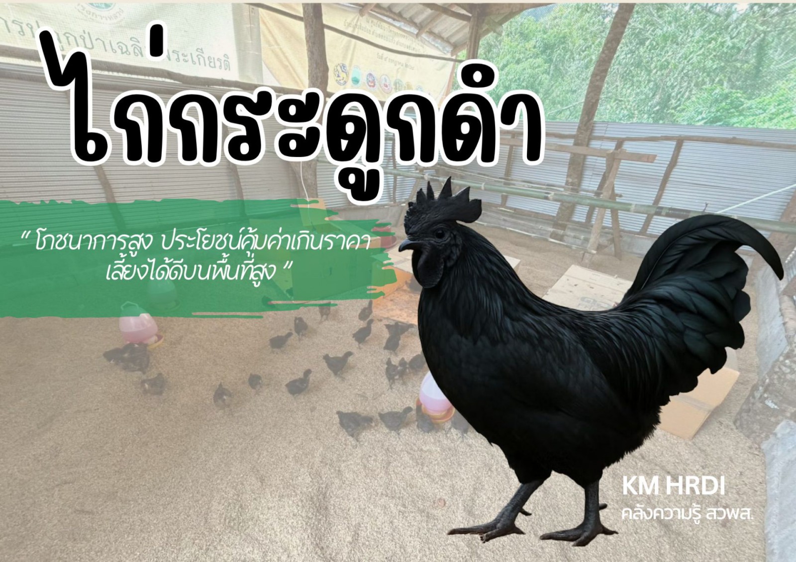 ไก่กระดูกดำ