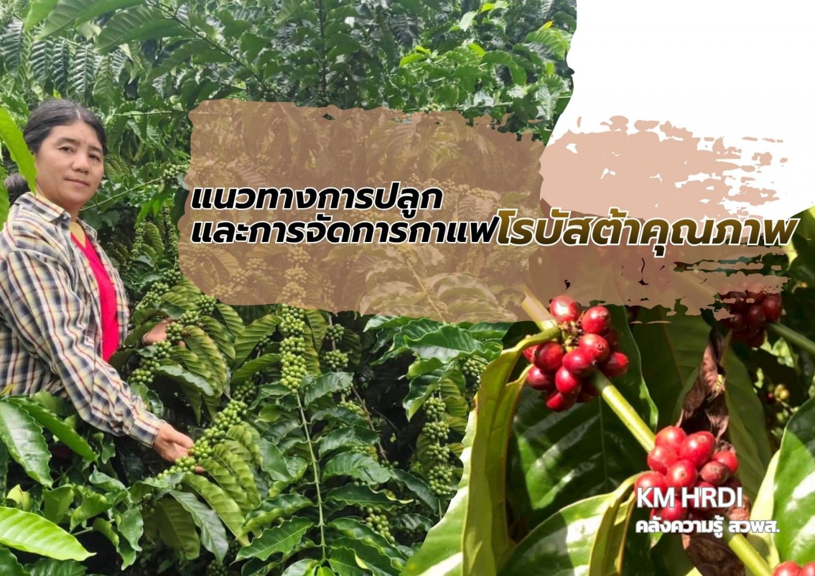 แนวทางการปลูกและ การจัดการกาแฟโรบัสต้าคุณภาพ