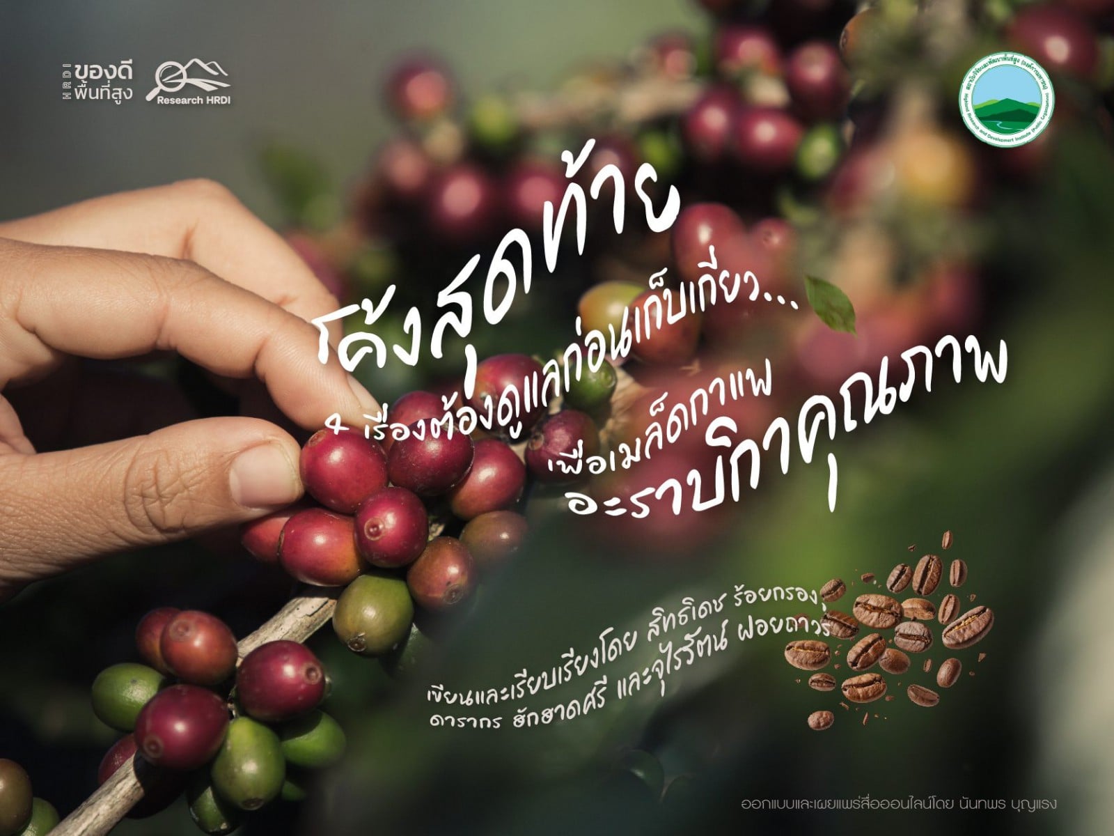 โค้งสุดท้าย 4 เรื่องต้องดูแลก่อนเก็บเกี่ยว...เพื่อเมล็ดกาแฟอะราบิกาคุณภาพ